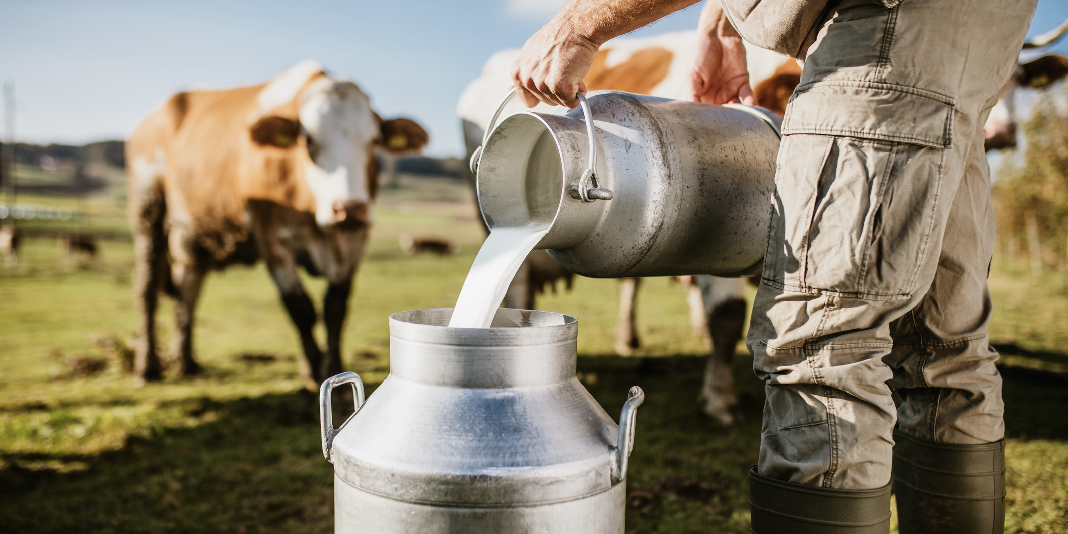 Getting a CostEffective Cream Separator for your Dairy Plant